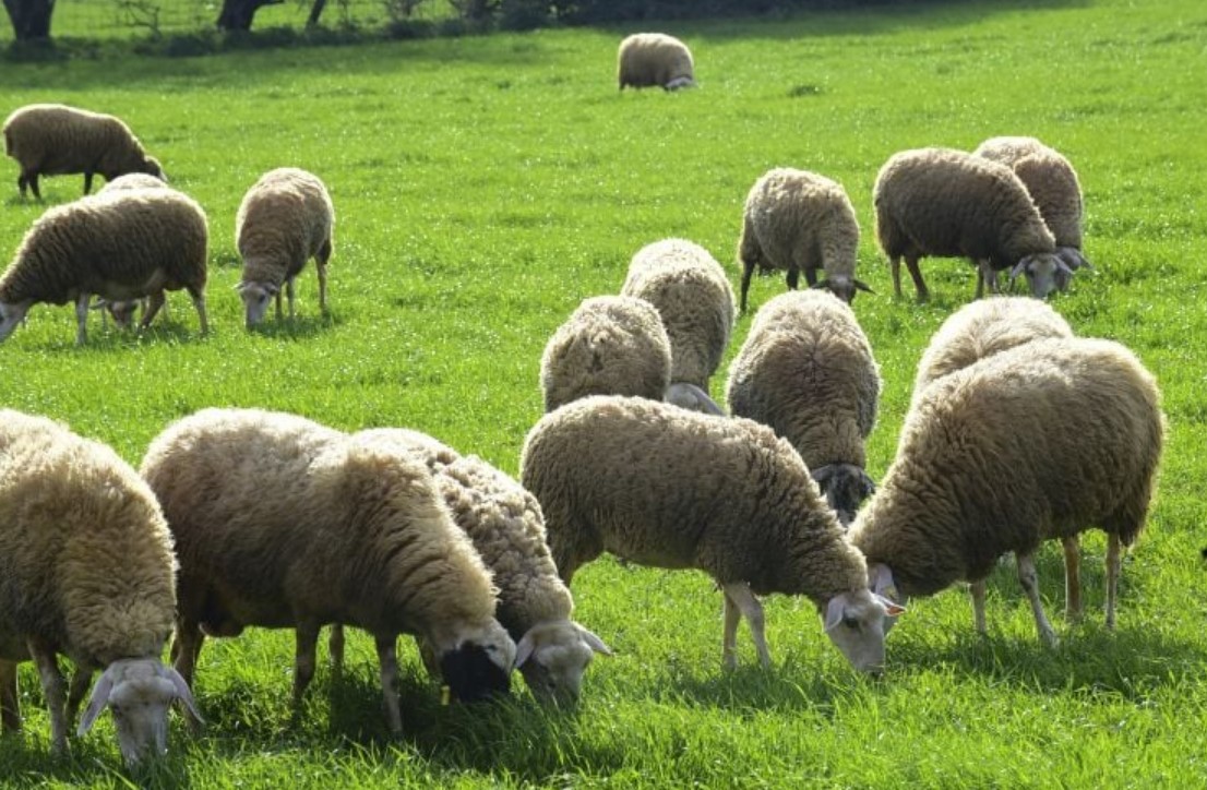 Ο Συνδυασμός Σκιαδαρέση ζητά έκτακτο Περιφερειακό Συμβούλιο για την ευλογιά των αιγοπροβάτων