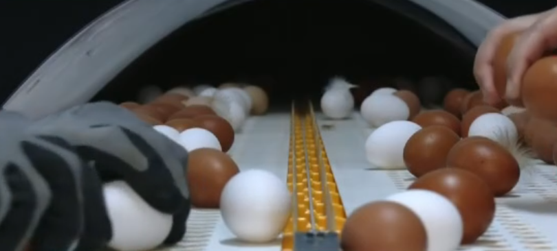 Λέσβος: Τα αβγά ελευθέρας βοσκής ως δείκτες για τη ρύπανση του περιβάλλοντος από PFAS