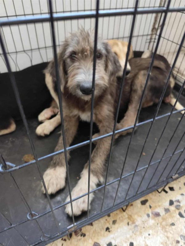 Δήμος Κοζάνης: Άλλες 100 στειρώσεις αδέσποτων ζώων και δεσποζόμενων ζώων ευπαθών κοινωνικών ομάδων, πραγματοποιήθηκαν το τριήμερο 1- 3 Σεπτεμβρίου