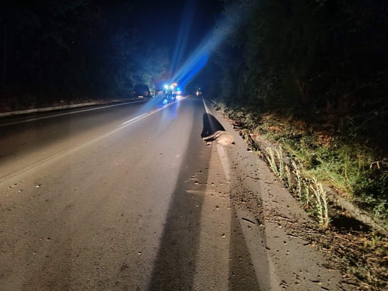 Τροχαίο ατύχημα με αγριογούρουνο στο 3οχλμ Σερβίων – Κοζάνης – Σοβαρές υλικές ζημιές στο ΙΧ αυτοκίνητο – Δείτε φωτογραφίες