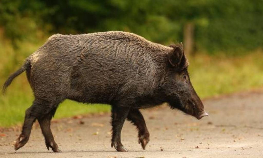 Αυτοκίνητο συγκρούστηκε με αγέλη αγριογούρουνων στον περιφερειακό δρόμο των Τρικάλων