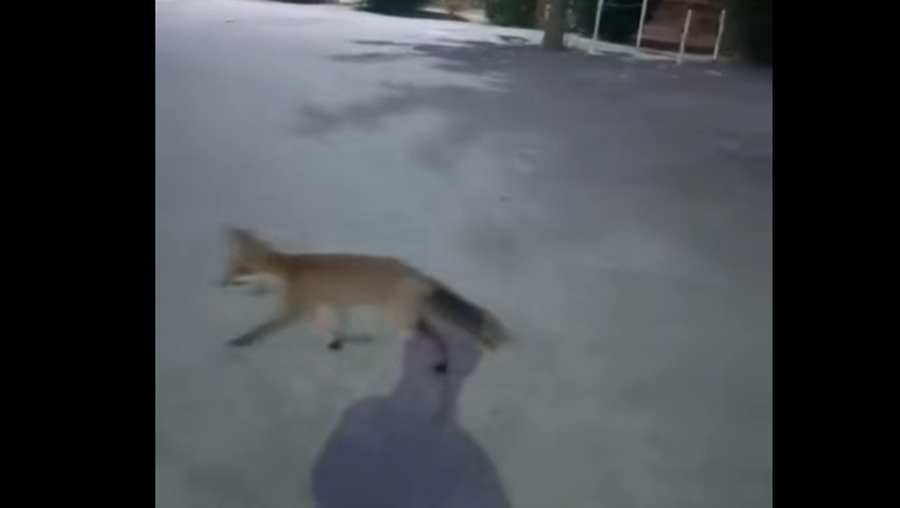 Αλεπούδες σε χαριτωμένο στιγμιότυπο στη Χαλκιδική (VIDEO)