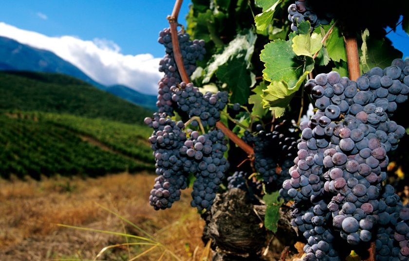 Ξεκινά η υποβολή αιτήσεων νέων φυτεύσεων αμπελώνων