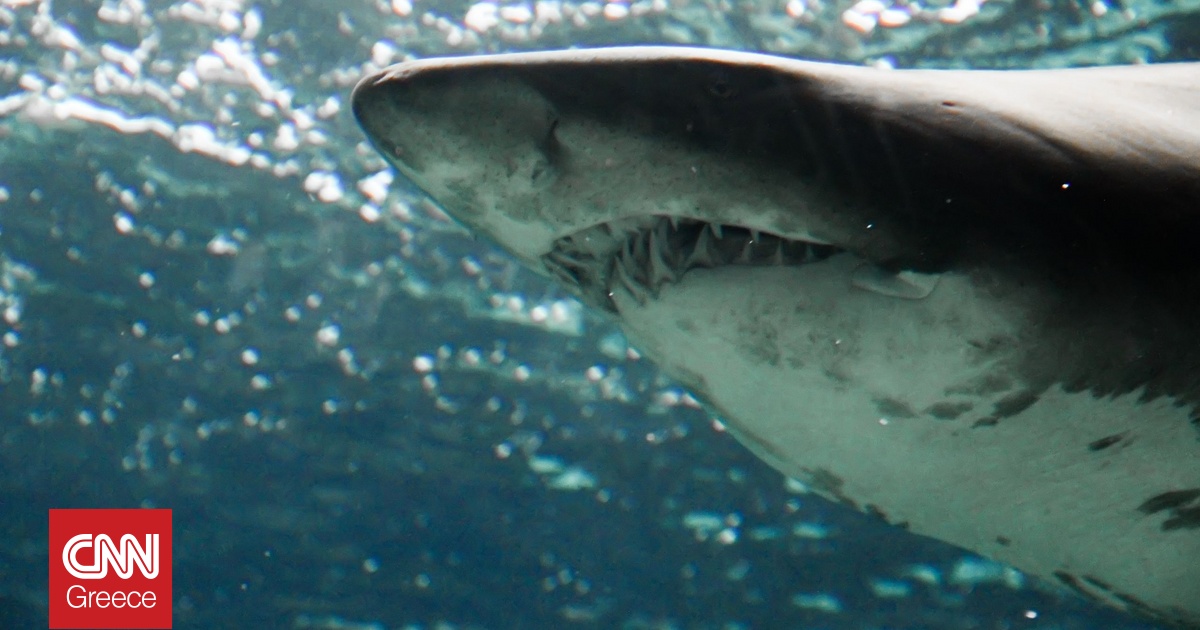 Αυστραλία: «Μην με δαγκώσεις» – Η στιγμή που ο καρχαρίας επιτίθεται στον 57χρονο ομογενή σέρφερ