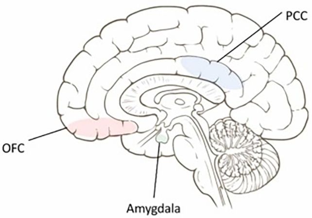 Το άρωμα που αυξάνει τη φαιά ουσία του εγκεφάλου μας