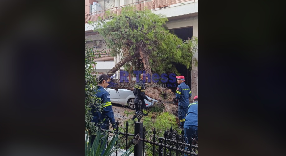 Πτώση δέντρου στη Μενεμένη Θεσσαλονίκης – Ζημιές σε ΙΧ (PHOTO-VIDEO)