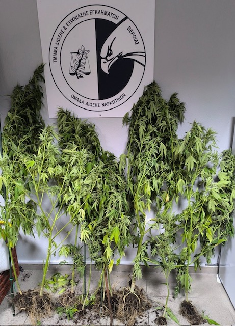 Φούντωσε η… καλλιέργεια στην Ημαθία – Συνελήφθη 31χρονος (PHOTOS)