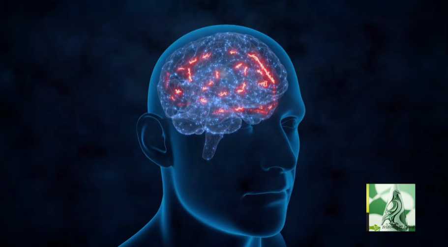 ΣΟΚΑΡΙΣΤΙΚΗ ΜΕΛΕΤΗ: Η ΚΑΡΑΝΤΙΝΑ άλλαξε τον ΕΓΚΕΦΑΛΟ και το ΑΝΟΣΟΠΟΙΗΤΙΚΟ των ΕΦΗΒΩΝ!