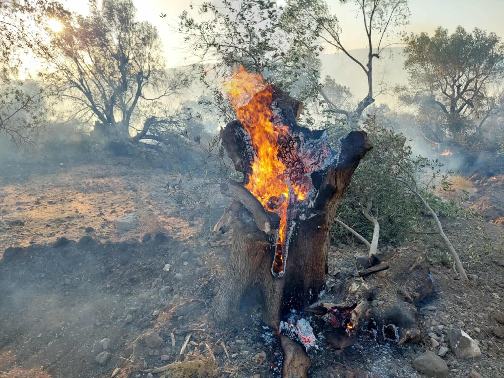 Οριοθετήθηκε η πυρκαγιά στη Βρίσα Λέσβου