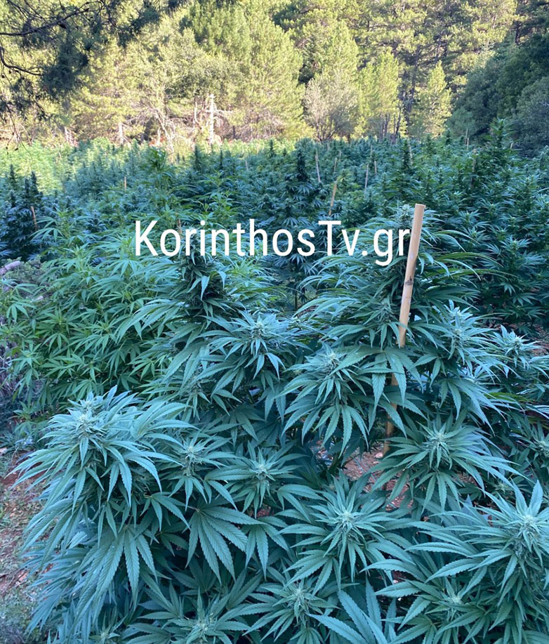 Αστυνομικοί έχουν «εγκλωβιστεί» σε χασισοφυτεία εδώ και 3 ημέρες