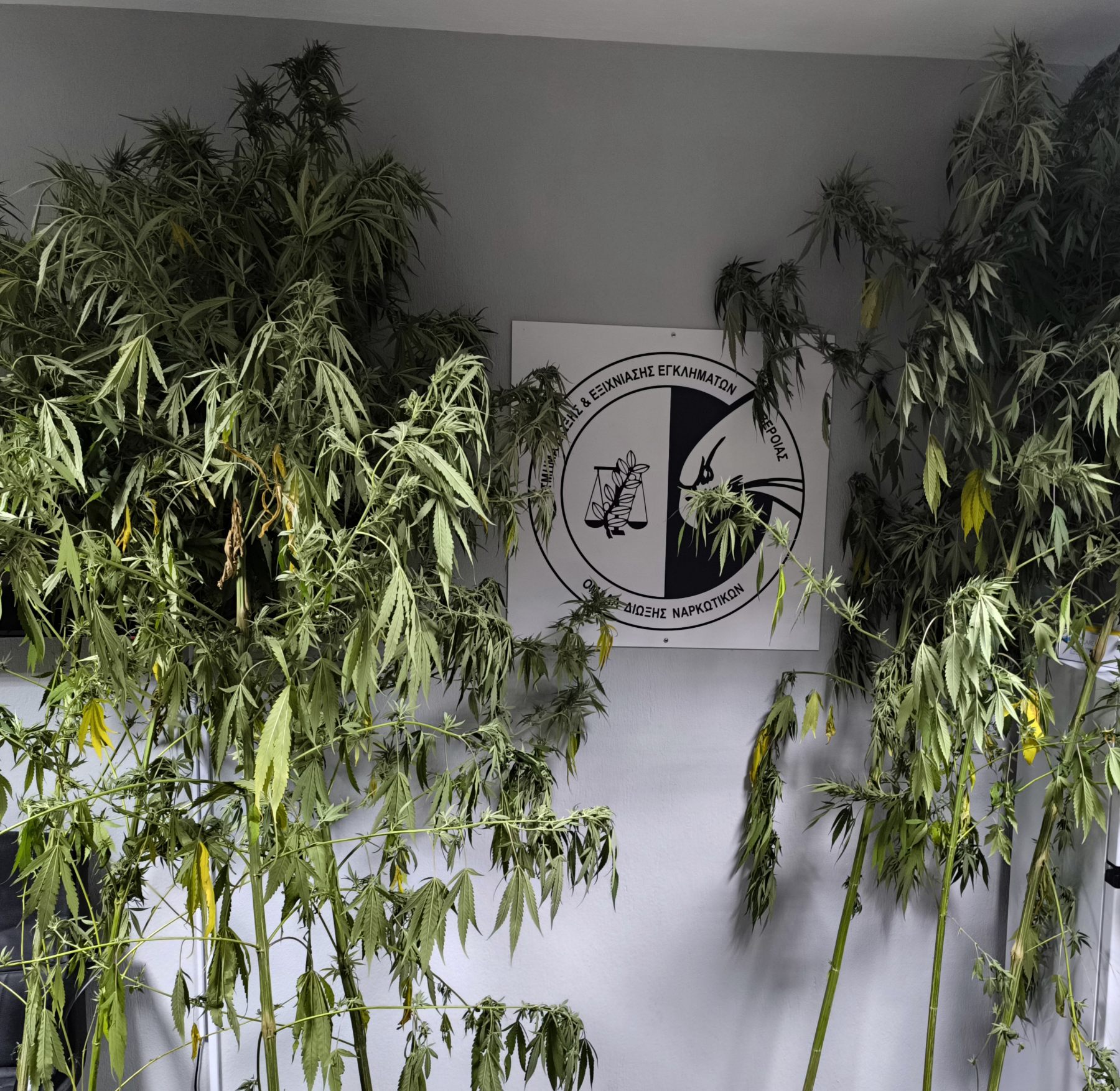 Παράνομη φυτεία σε αγροτεμάχιο στην Ημαθία (VIDEO-PHOTO)