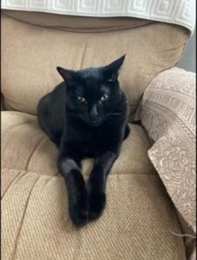 Οι γάτες μπορεί να είναι το «κλειδί» για τη θεραπεία καρκίνων σε ανθρώπους, σύμφωνα με νέα μελέτη