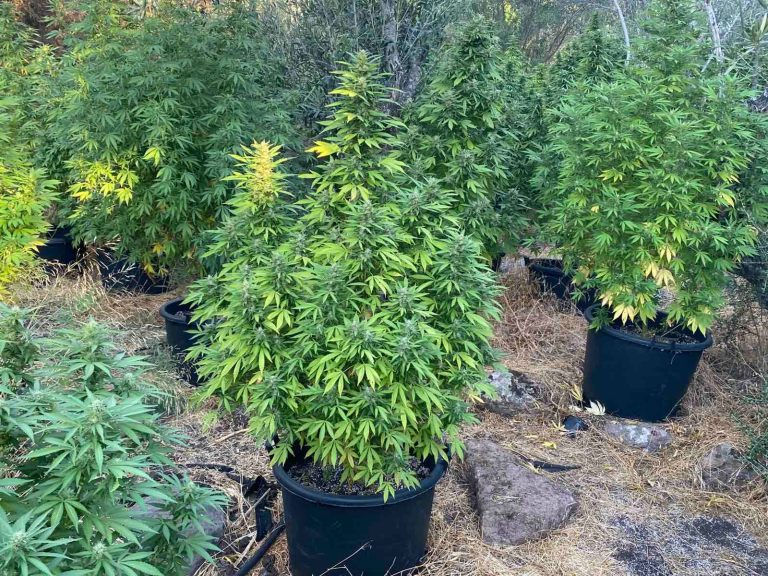 Λέσβος: Προφυλακιστέος  ο 52χρονος για την χασισοφυτεία, ελεύθερος με περιοριστικούς όρους ο 27χρονος γιος του