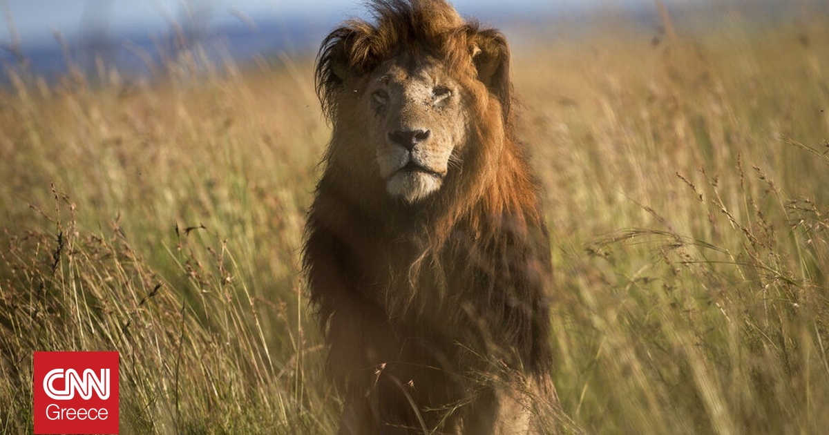 Λιοντάρι στην Ινδία έφαγε 5χρονο – Αυξάνεται ο πληθυσμός τους, δοκιμάζεται η συμβίωση με τον άνθρωπο