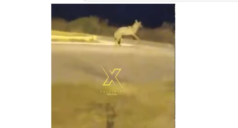 Χαλκιδική- Λύκος εμφανίστηκε στη Συκιά Σιθωνίας (VIDEO)