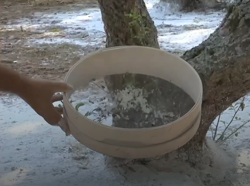 Χίος: Ξεκίνησε η συγκομιδή του “λευκού χρυσού”