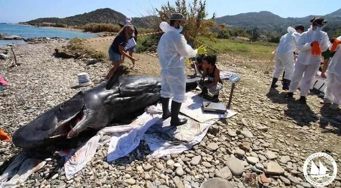 Νεαρός φυσητήρας εκβράστηκε νεκρός στη Σάμο