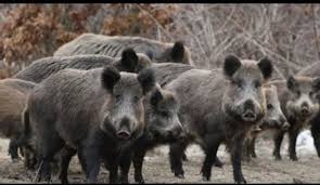 Μέτρα για την εξάλειψη των αγριόχοιρων ζητά ο Μητροπολίτης Σάμου