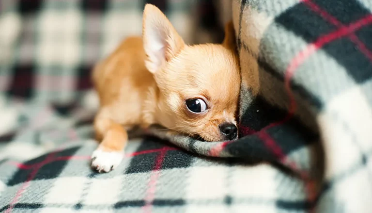 Ημερίδα για προστασία των ζώων στην Καλλονή