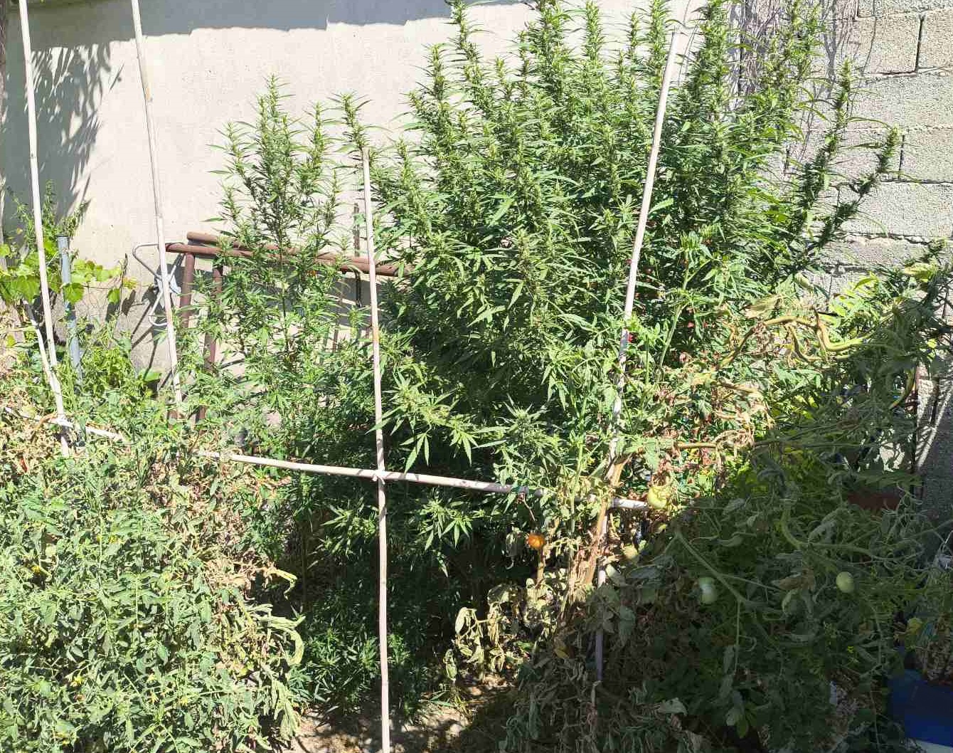 Η Roxy «μύρισε» ναρκωτικά στις Σέρρες – Συνελήφθη 63χρονος (PHOTO)