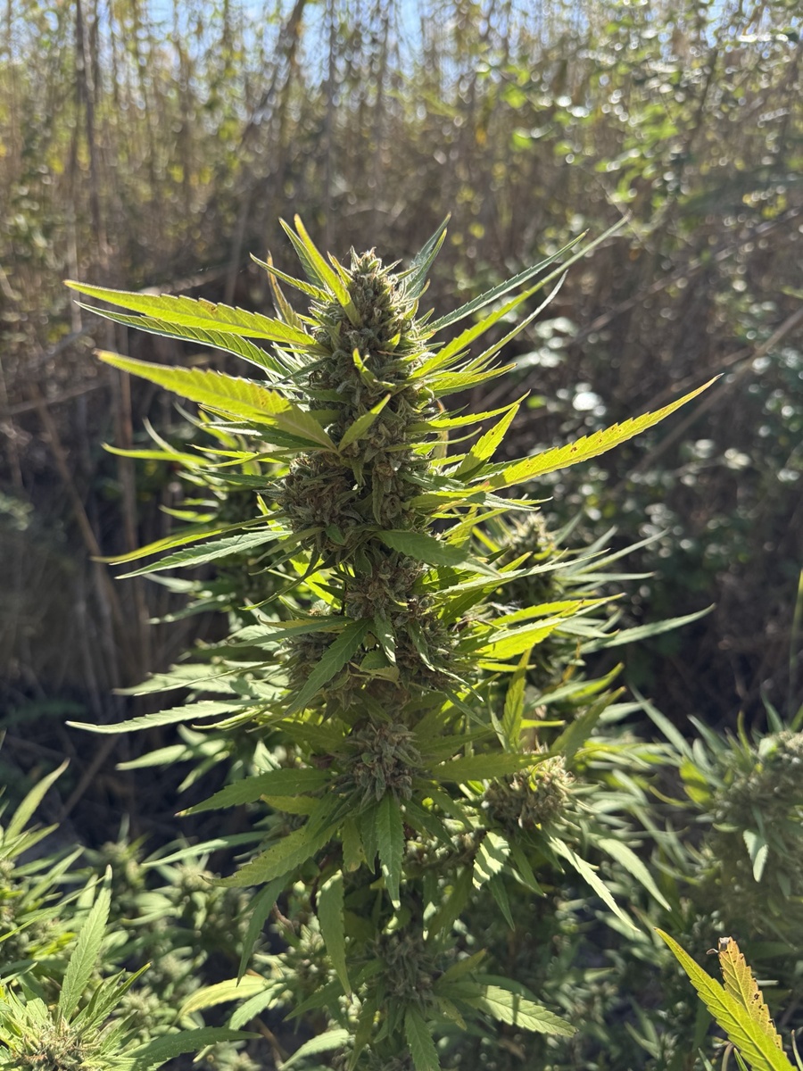 Στα «πράσα» καλλιεργητής χασίς στη Θεσσαλονίκη (PHOTO)