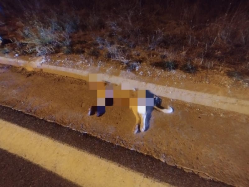 Νεκρός σκυλος στο 2οχλμ Κοζάνης – Θεσσαλονίκης – Κίνδυνος για τους διερχόμενους οδηγούς – Άμεση επέμβαση της Τροχαίας Κοζάνης στο σημείο