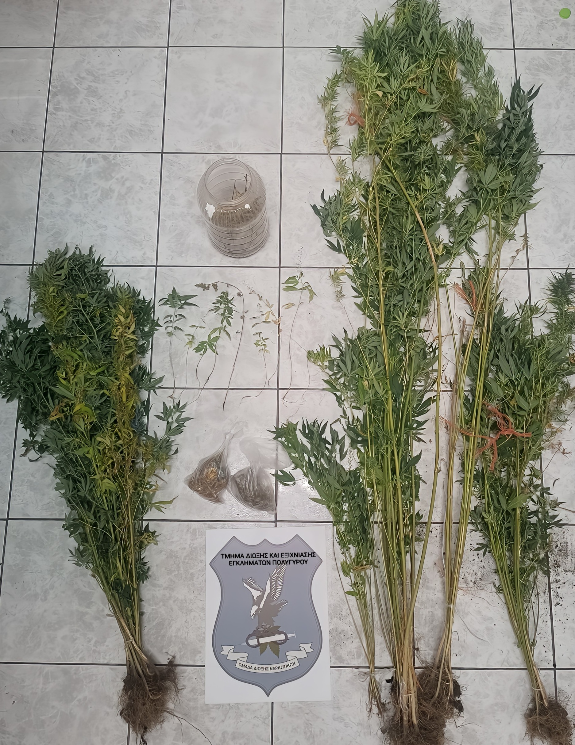 Απαγορευμένα φυτά σε γλάστρες στη Χαλκιδική (PHOTO)