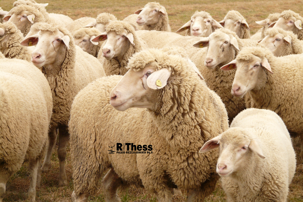 H ευλογιά «θερίζει» την κτηνοτροφία – Πάνω από 350 εκατομμύρια οι ζημίες
