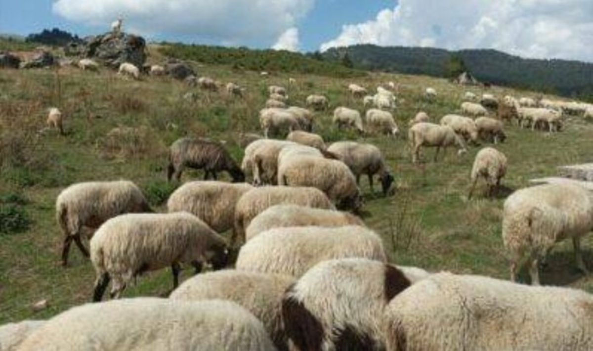 Κρούσματα θανατηφόρου πνευμονίας σε πρόβατα της Λέσβου