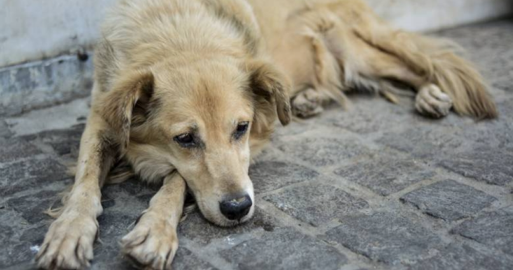Συγκλονιστικό βίντεο: Εγκαταλείπουν τα σκυλιά στο κυνοκομείο στη Λήμνο πετώντας τα σαν σκουπίδια