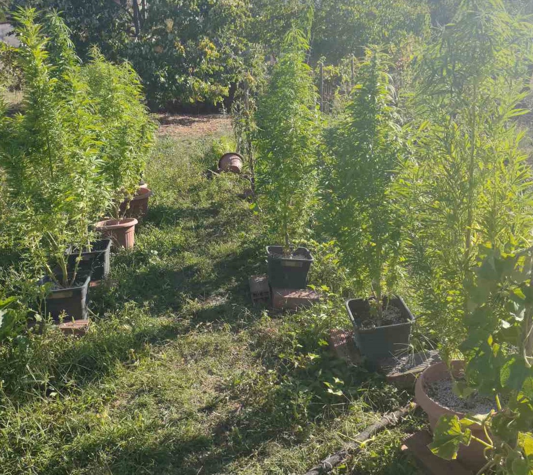 Παράνομα φυτά σε εξοχικό στη Θεσσαλονίκη – Μια σύλληψη (PHOTO)