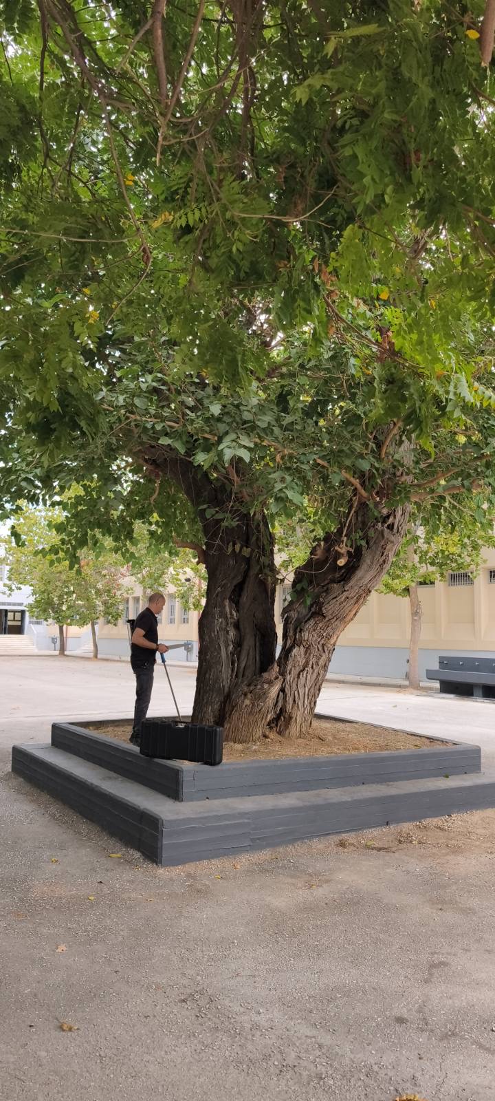 Η υπεραιωνόβια μουριά της Θεσσαλονίκης (PHOTOS)