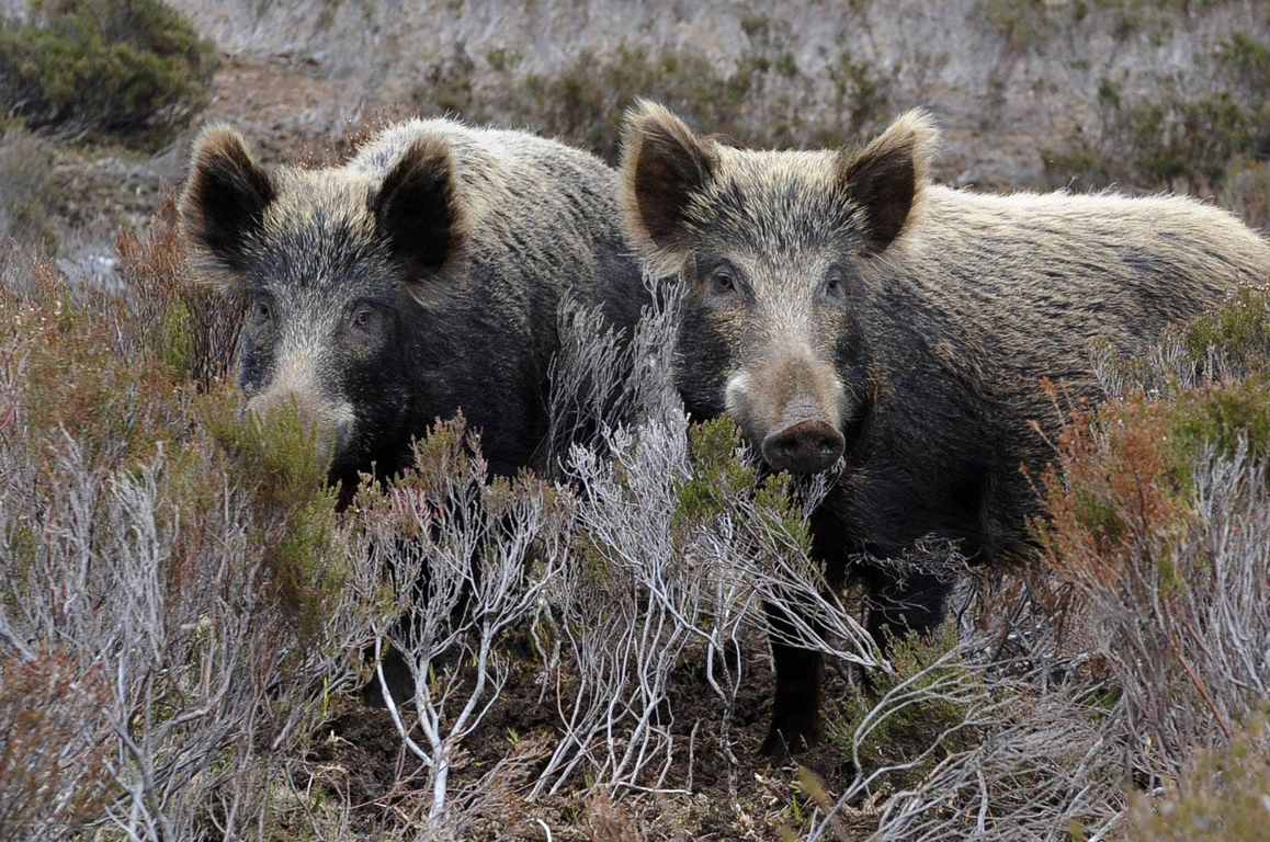 Σάμος: Η γιορτή του τρύγου έχει μετατραπεί σε κυνήγι αγριογούρουνου – Διαμαρτυρίες για ζημιές σε καλλιέργειες