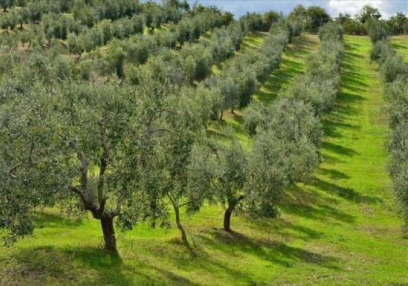 Η Δωρίδα στην πρώτη γραμμή καινοτόμων φιλοπεριβαλλοντικών πρακτικών στην ελαιοκαλλιέργεια
