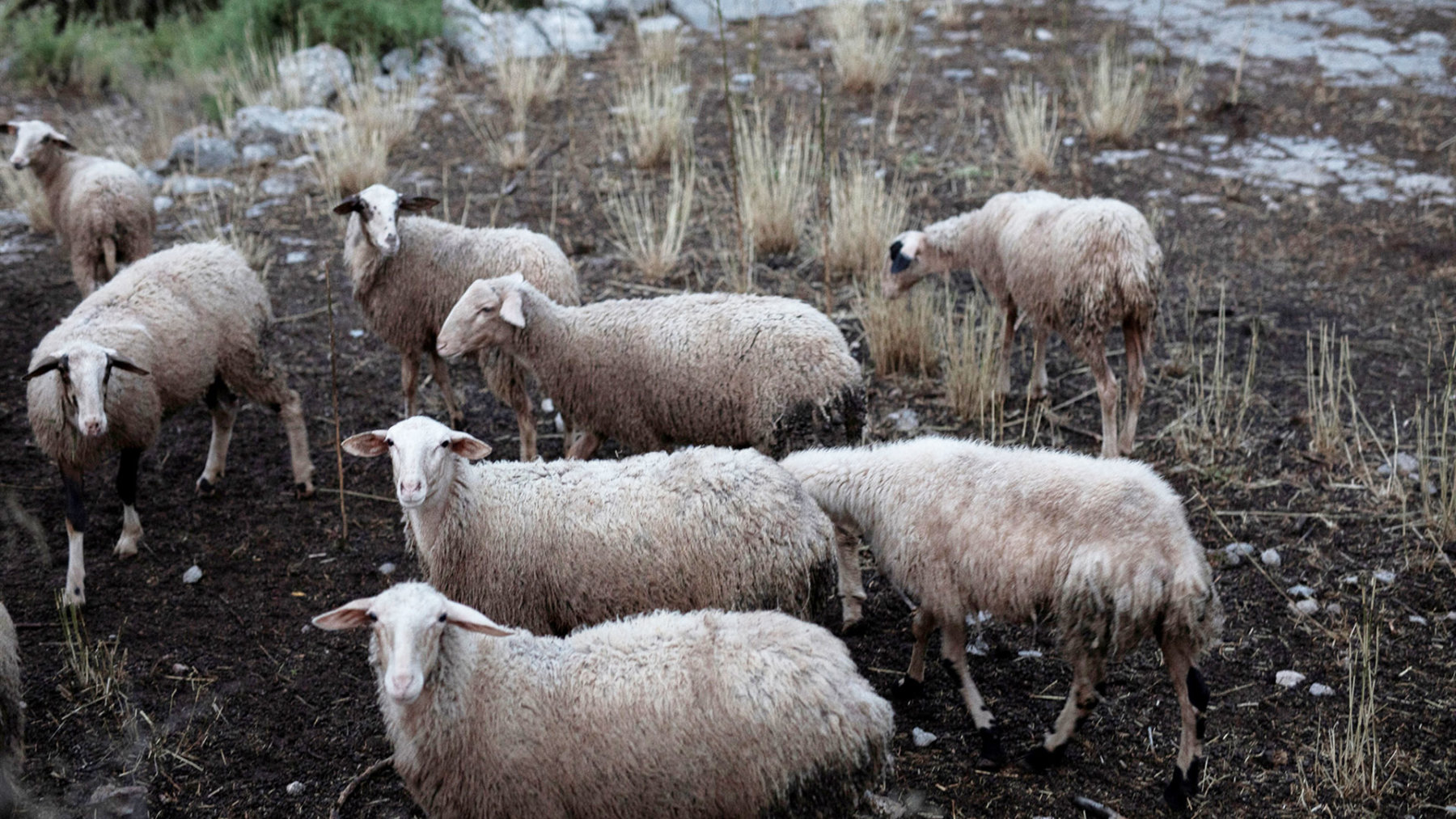 Ευλογιά αιγοπροβάτων: Αλλάζει το μοντέλο διαχείρισης – Όλα όσα λέει ο Πρωτοψάλτης