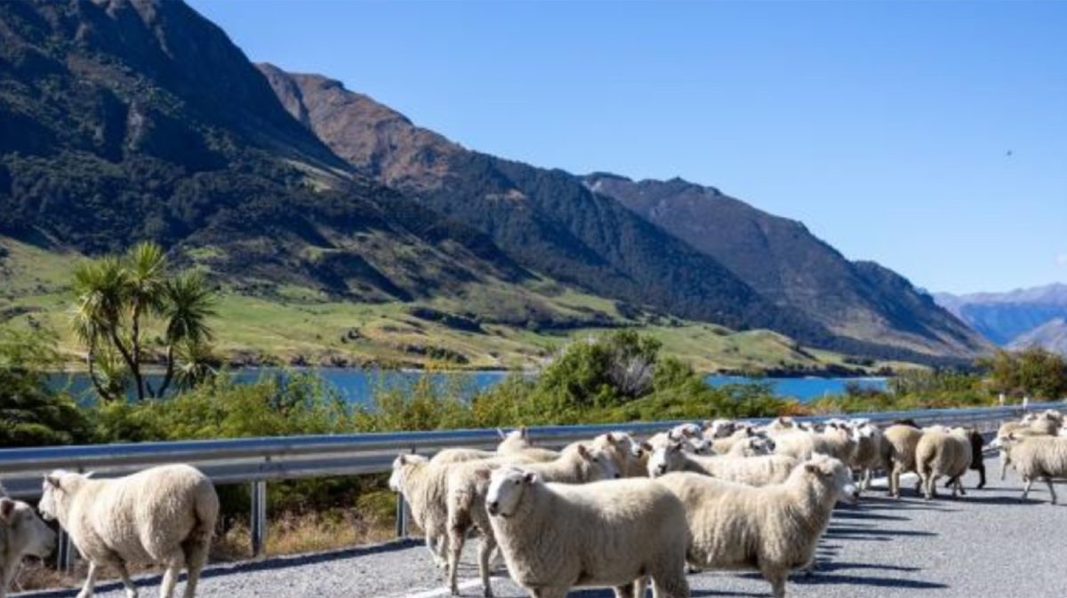Σύλληψη κτηνοτρόφου σε χωριό της Πύλης μετά από καταγγελία γείτονα