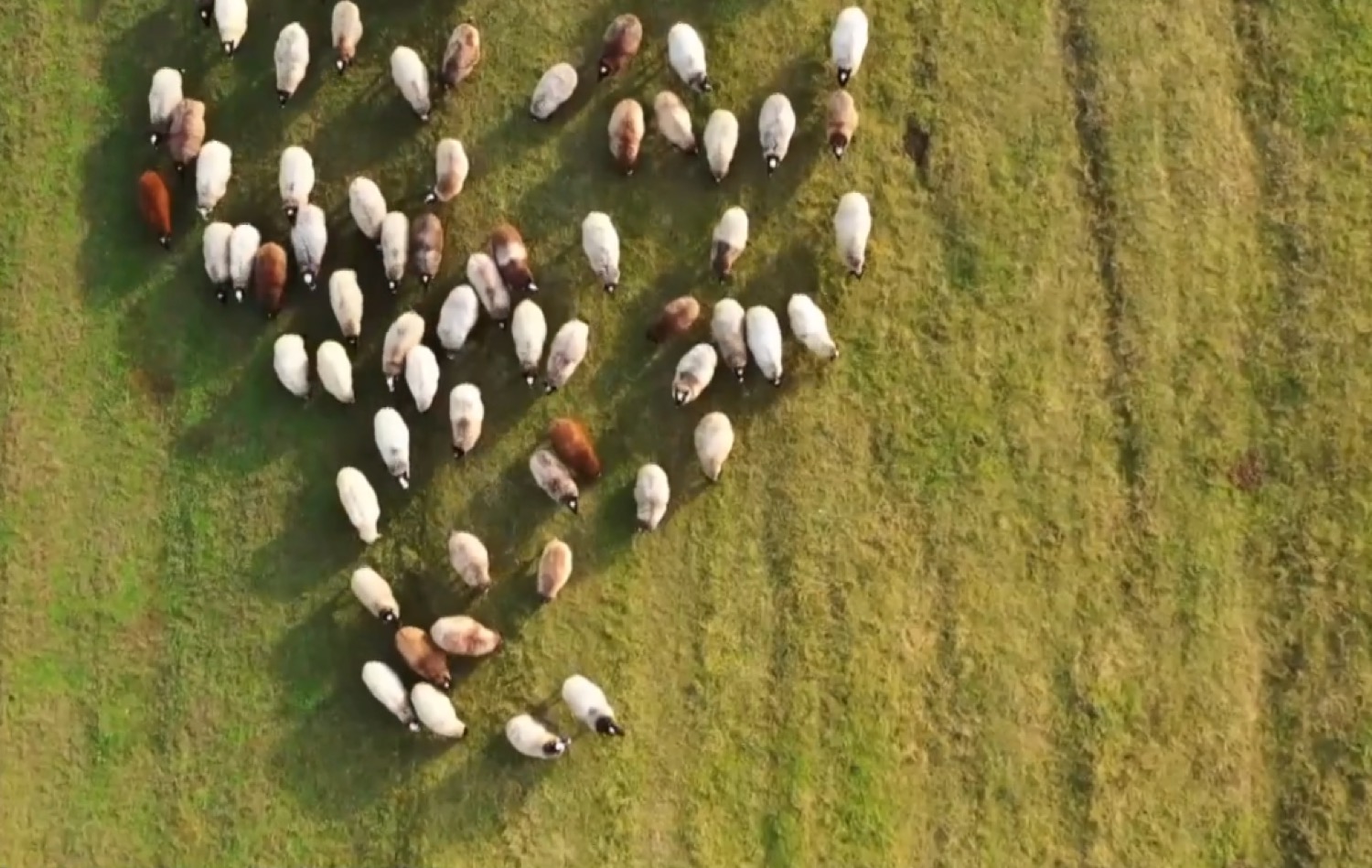 Συσκέψεις αγροτών και κτηνοτρόφων – Προς εννιαίο μπλόκο προσανατολίζονται οι Θεσσαλοί