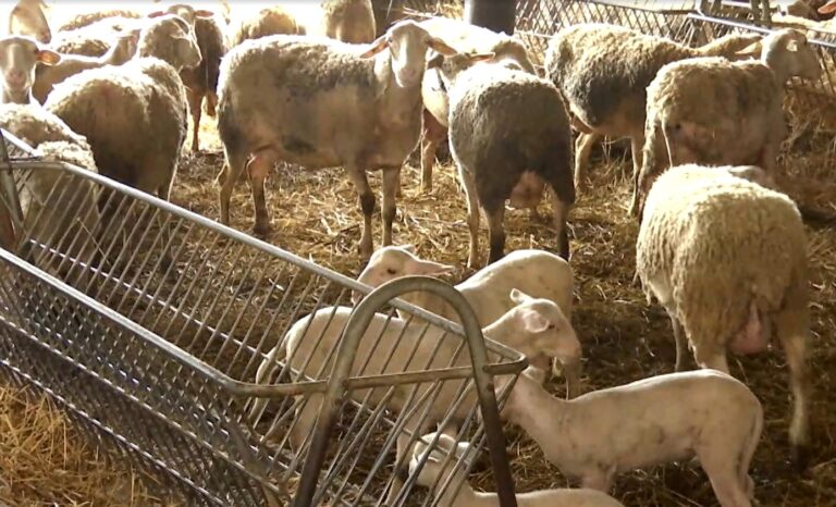 Σε κινητοποιήσεις οι κτηνοτρόφοι της Λήμνου για τη μεταφορά  αμνοεριφίων