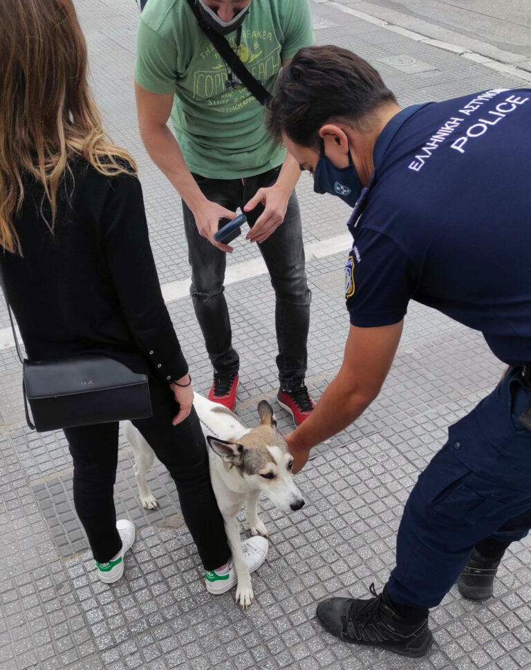Δήμος Παγγαίου: Δύο έλεγχοι για ηλεκτρονική σήμανση σε δεσποζόμενα ζώα, καμία παράβαση
