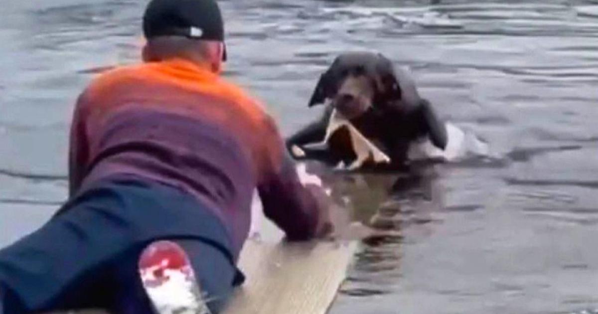 Γενναίος άνδρας ρισκάρει την ζωή του για να σώσει σκύλο (vid)