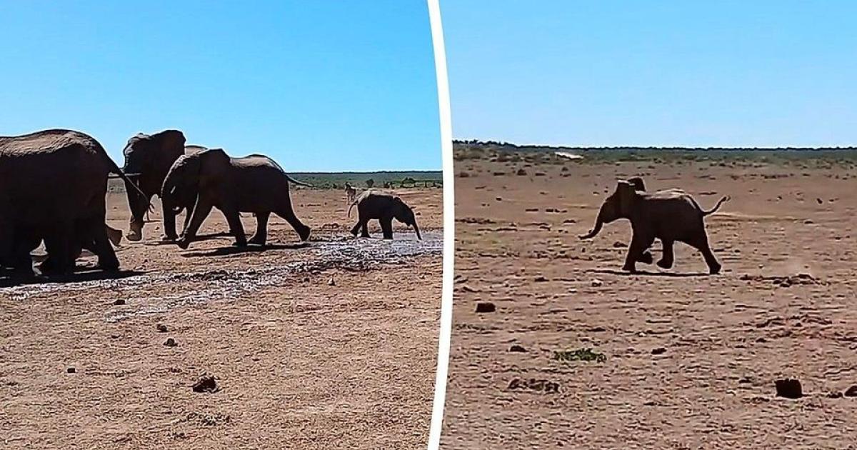 Μωρό ελεφαντάκι κυνηγά να φτάσει τους δικούς του