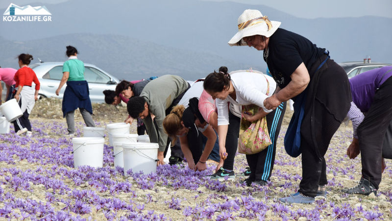 Χαμηλές και φέτος οι προσδοκίες για την παραγωγή κρόκου Κοζάνης – Τα προβλήματα των κροκοπαραγωγών