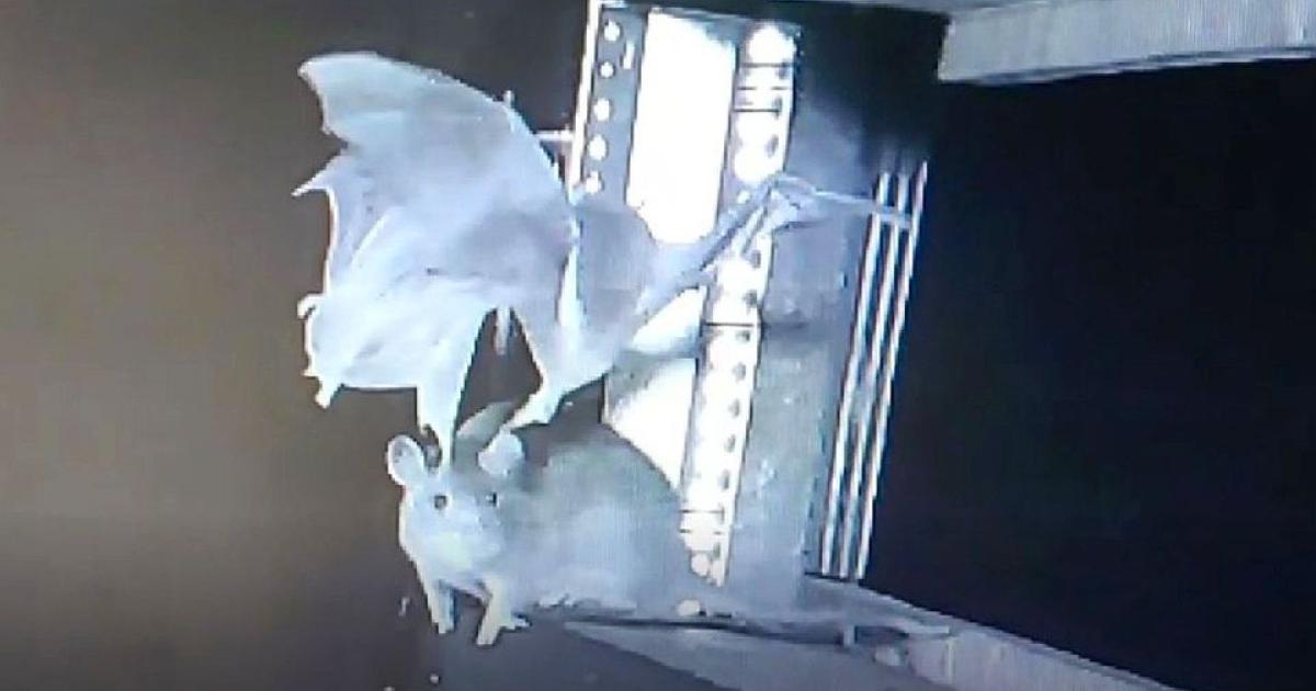 Γερμανοί ερευνητές προειδοποιούν για κίνδυνο νέας πανδημίας (vid)