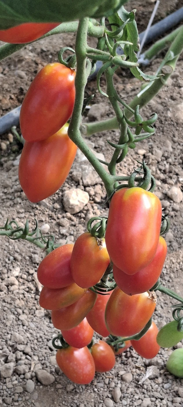 Νύχτα τρόμου στα Φέρμα: Ρήμαξαν το θερμοκήπιο – «Μου έκλεψαν τον κόπο μιας χρονιάς μέσα σε μια νύχτα» λέει συγκλονισμένη η νεαρή αγρότισσα