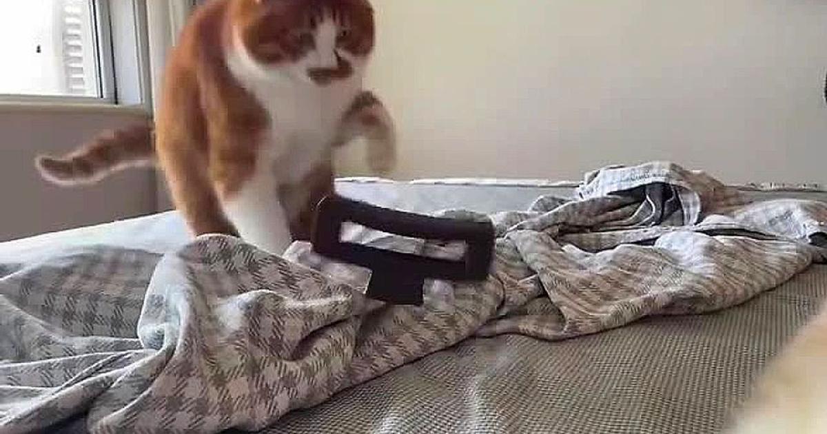 Γάτα απογειώνεται λόγω περιέργειας… (vid)